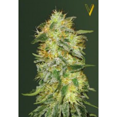 Семена конопли Auto Original Limonade Skunk (Auto Original Lemon Skunk) Автофеминизированные Victory seeds